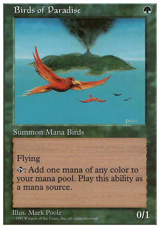 Birds of Paradise