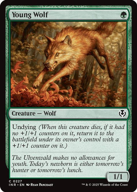 Hovedbilde Young Wolf